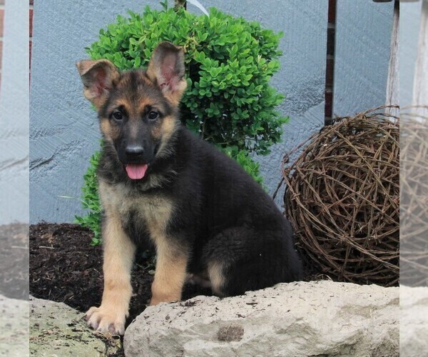 Medium Photo #1 German Shepherd Dog Puppy For Sale in FREDERICKSBURG, OH, USA