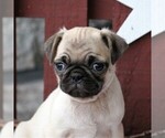 Small Photo #2 Pug Puppy For Sale in NARVON, PA, USA