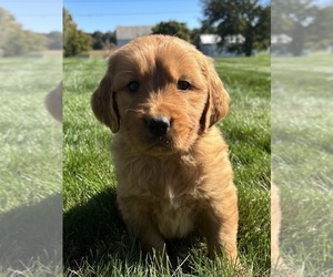 Golden Retriever Dogs for adoption in FREDERICKSBG, OH, USA