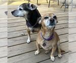 Small #11 Chihuahua