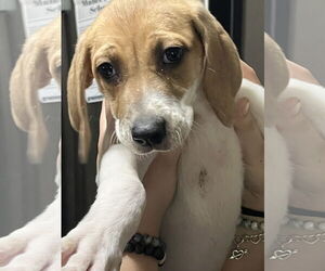 Coonhound-Unknown Mix Dogs for adoption in The Woodlands, TX, USA