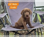 Puppy Chocolate OC Labrador Retriever