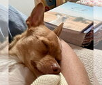 Small #2 Chihuahua