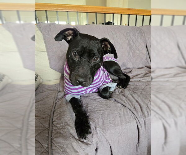 Medium Photo #2 Mutt Puppy For Sale in Louisville, KY, USA