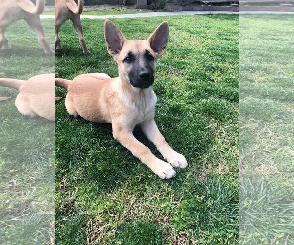 Medium Photo #6 German Shepherd Dog Puppy For Sale in San Bernardino , CA, USA