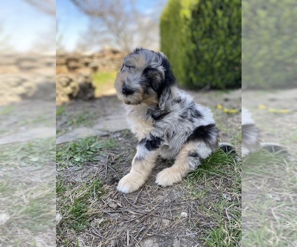 Medium Photo #5 Aussiedoodle Puppy For Sale in CONWAY, MO, USA