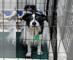 Small Photo #2 Jack Chi Puppy For Sale in Mukwonago, WI, USA