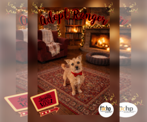 Cairn Terrier Dogs for adoption in Menifee, CA, USA