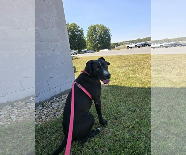 Medium Photo #9 Mutt Puppy For Sale in Rustburg, VA, USA