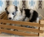 Small #8 Shetland Sheepdog