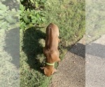 Small #17 Rhodesian Ridgeback