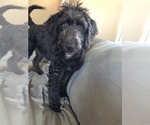 Small Photo #7 Labradoodle Puppy For Sale in EAST HAZEL CREST, IL, USA