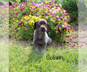 German Shorthaired Pointer Puppy for sale in RAGERSVILLE, OH, USA