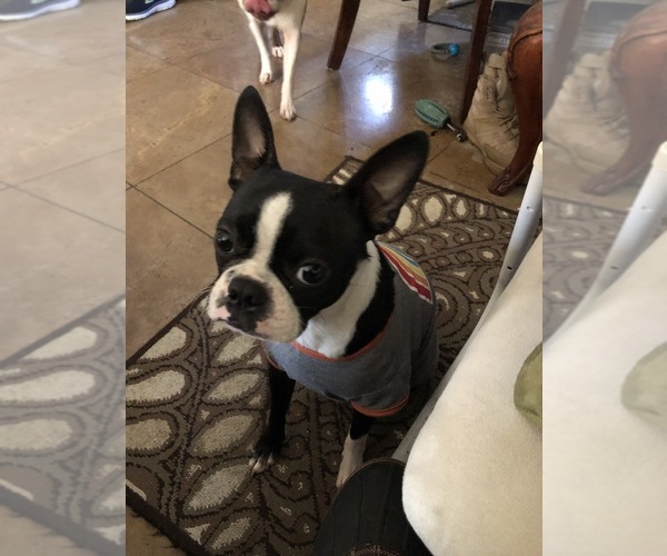 Medium Photo #1 Boston Terrier Puppy For Sale in IMPERIAL BCH, CA, USA