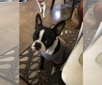 Small Photo #1 Boston Terrier Puppy For Sale in IMPERIAL BCH, CA, USA