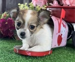 Small #1 Chihuahua