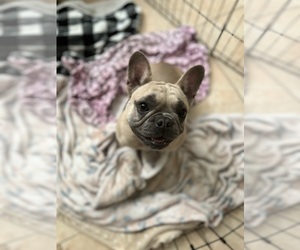 Mother of the French Bulldog puppies born on 01/09/2023