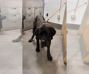 Mutt Dogs for adoption in Forestville, MD, USA