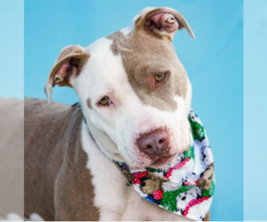 Mutt Dogs for adoption in Pasadena, CA, USA