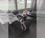 Small #12 Boxer