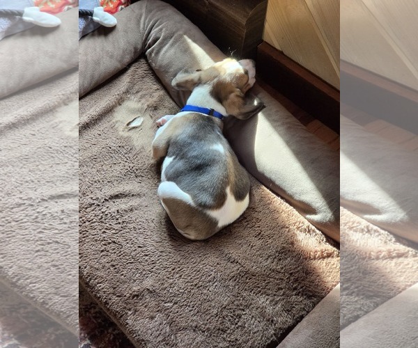 Medium Photo #3 Mutt Puppy For Sale in Shelburne, VT, USA