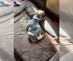 Small #2 Mutt