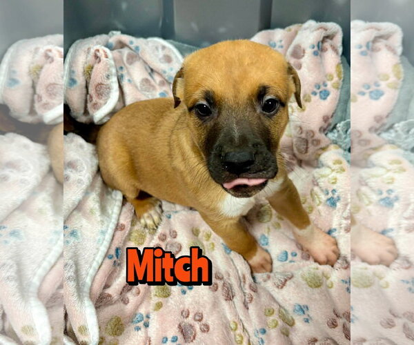 Medium Photo #1 Mutt Puppy For Sale in Woodbury, NY, USA