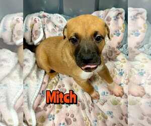 Mutt Dogs for adoption in Woodbury, NY, USA