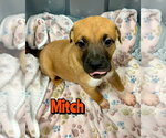 Small Mutt