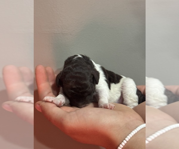 Medium Photo #8 Poodle (Standard) Puppy For Sale in LONGMONT, CO, USA