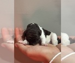 Small #7 Poodle (Standard)