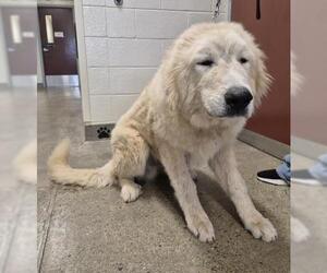 Great Pyrenees Dogs for adoption in Jackson, CA, USA
