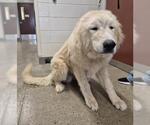 Small Great Pyrenees