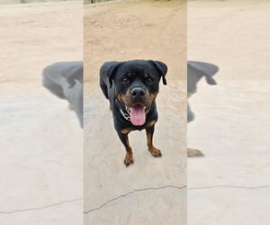 Bam - Male Rottweiler Dog for Adoption - Photo #8