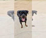 Small #7 Rottweiler