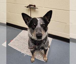 Mutt Dogs for adoption in Denver, CO, USA