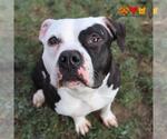 Small Staffordshire Bull Terrier