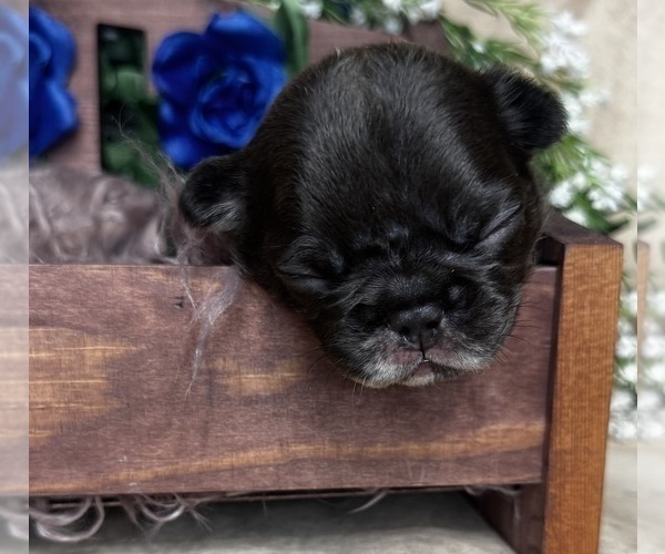 Medium Photo #6 French Bulldog Puppy For Sale in SPRINGFIELD, MO, USA