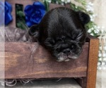 Small #5 French Bulldog