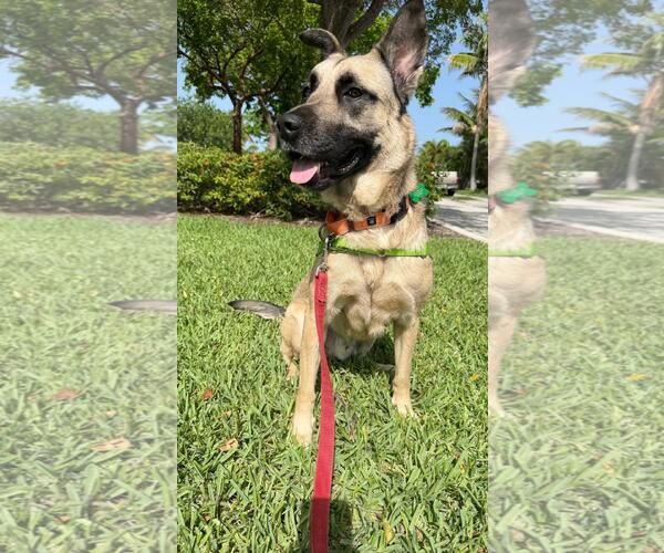 Medium Photo #4 Mutt Puppy For Sale in Pompano Beach , FL, USA