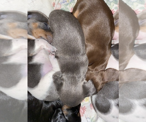 Medium Photo #10 Dachshund Puppy For Sale in LUBBOCK, TX, USA