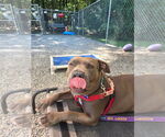 Small #57 American Staffordshire Terrier