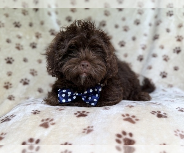 Medium Photo #9 ShihPoo Puppy For Sale in LAKELAND, FL, USA