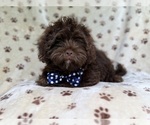 Small #8 ShihPoo