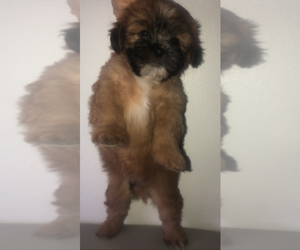Medium Photo #22 Mal-Shi Puppy For Sale in LAKELAND, FL, USA