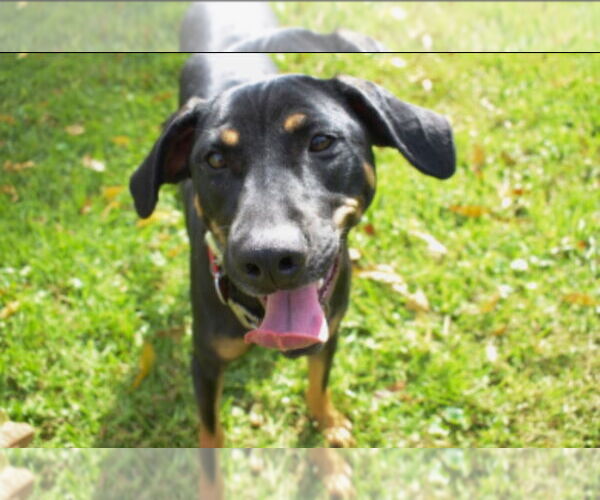 Medium Photo #4 Mutt Puppy For Sale in Forest, VA, USA