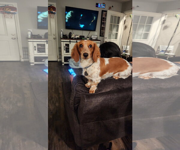 Medium Photo #1 Dachshund Puppy For Sale in Los Angeles, CA, USA