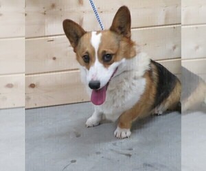 Father of the Pembroke Welsh Corgi puppies born on 06/01/2022