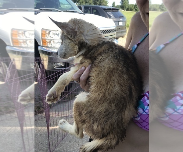 Medium Photo #5 Siberian Husky Puppy For Sale in KELLYVILLE, OK, USA