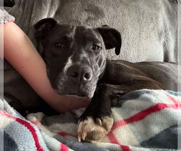 Medium Photo #2 American Pit Bull Terrier-Unknown Mix Puppy For Sale in Germantown, OH, USA
